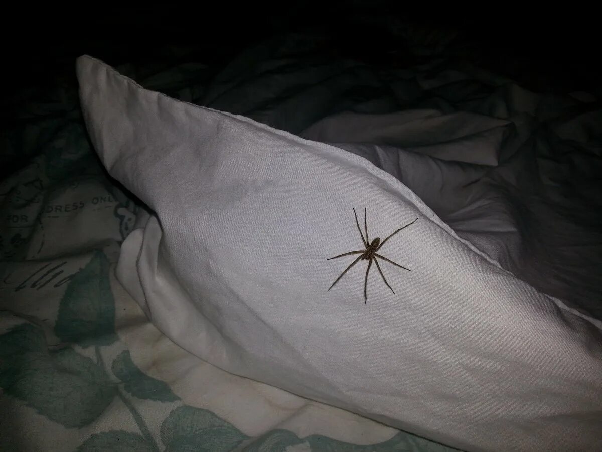 Паук в кровати. Bed Spider. Сон паук дома