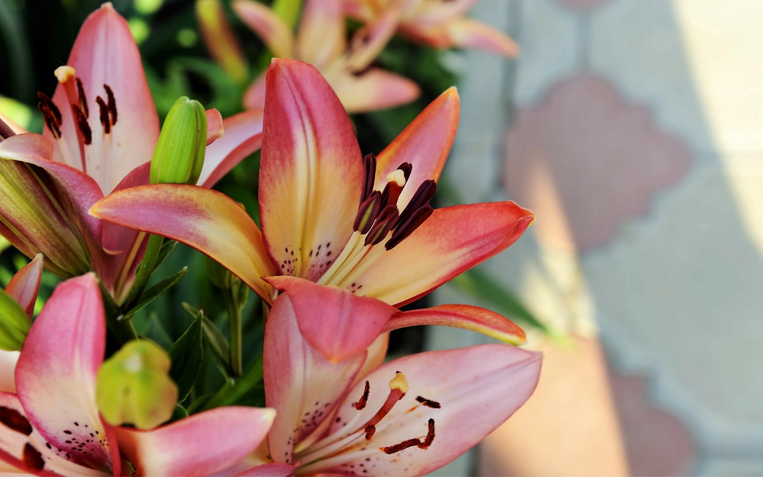 Lily picture
