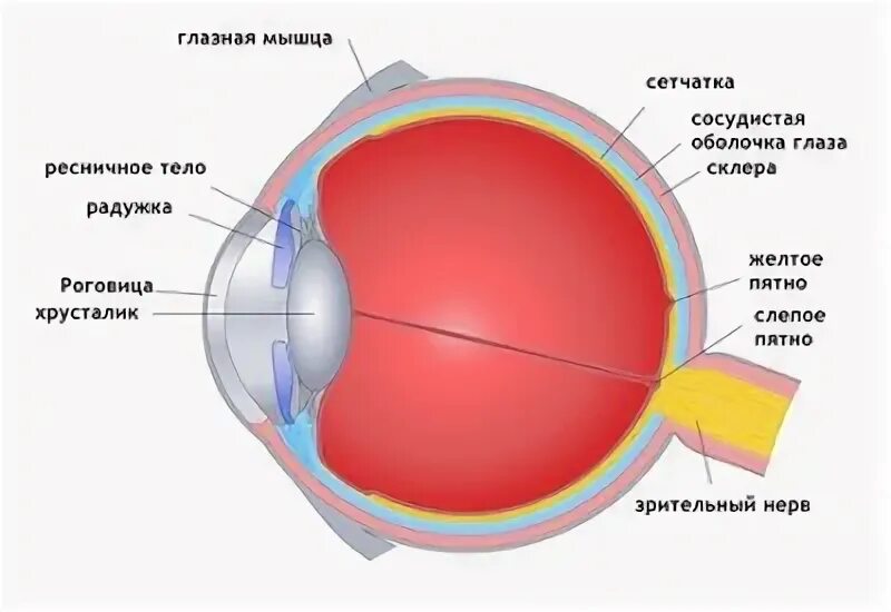 Слепое пятно расположено в месте где. Строение сетчатки слепое пятно. Строение желтого пятна сетчатки. Слепое пятно глаза анатомия. Строение глаза слепое пятно.