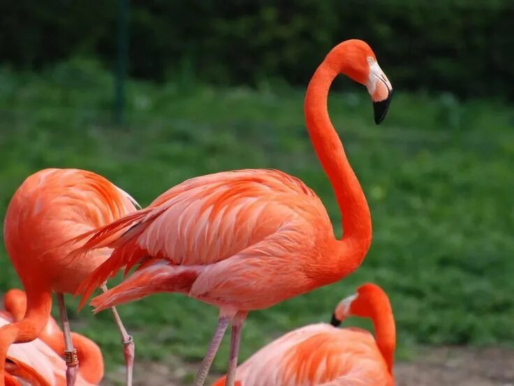 Российский Сервис Онлайн-Дневников Birds, Flamingo, Birdland