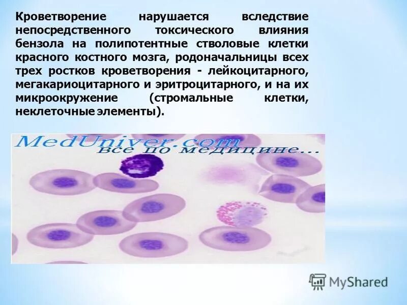 Гемопоэтический компонент красного костного мозга. Клетки микроокружения. Микроокружение гемопоэтических клеток. Мегакариоцитарный Росток кроветворения. Воздействие бензола