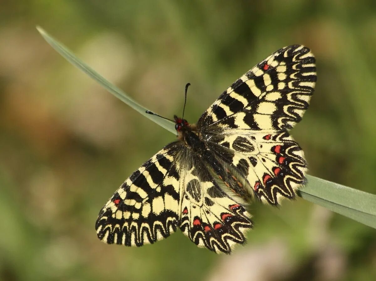 Поликсена гусеница. Zerynthia polyxena. Поликсена (zerynthia polyxena, denis & schiffermüller, 1775). Eryphanis polyxena бабочка. Поликсена бабочка.