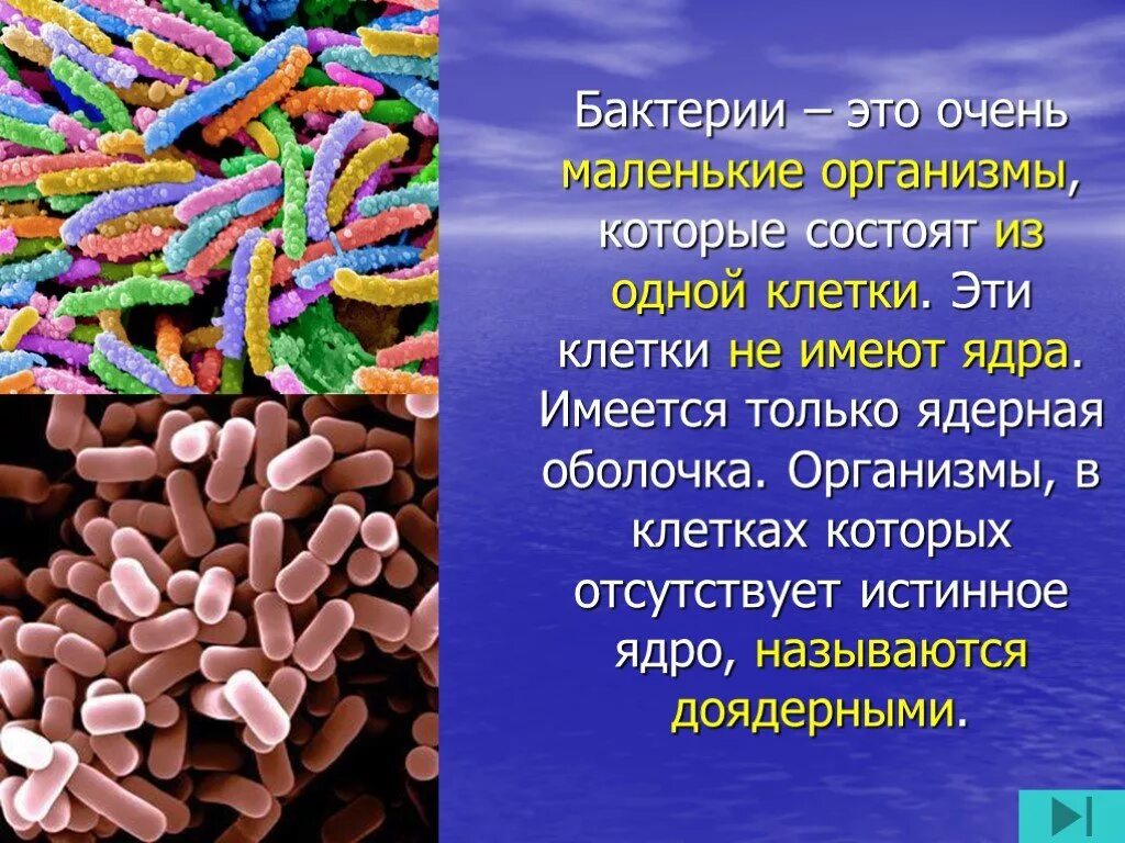 Бактерии сообщение кратко. Бактерия. Доклад о бактериях. Презентация на тему бактерии. Бактерии это кратко.