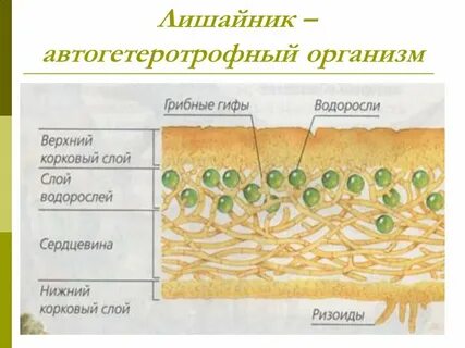 Лишайник 7