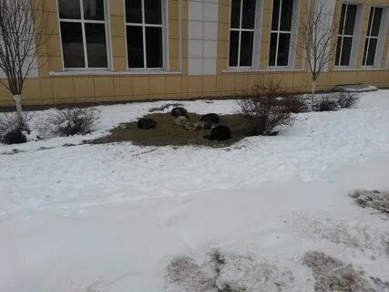 Потепление в воронеже