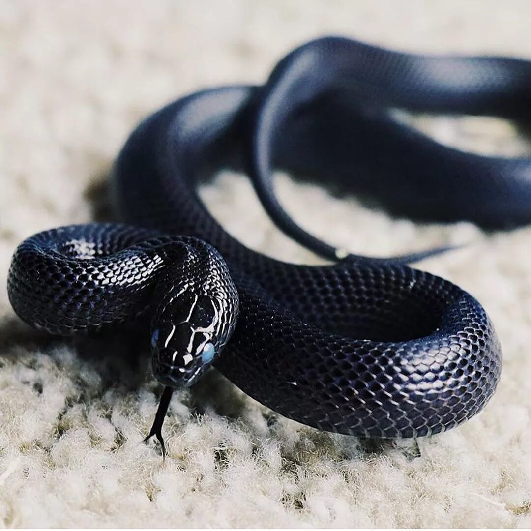 Thick snake. Королевская змея нигрита. Королевская черная змея Nigrita. Мексиканская Королевская змея нигрита. Полоз нигрита.