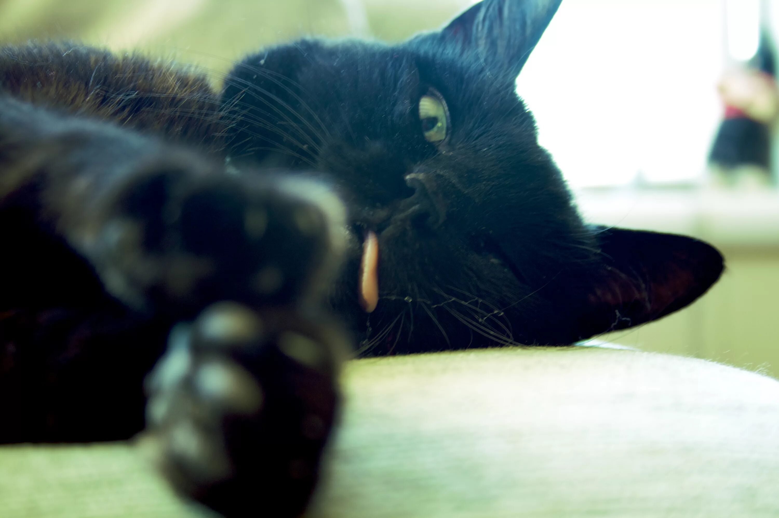 Черная кошка. Черная кошка с зелеными глазами. Чёрные коты с зелёными глазами. Чёрный котёнок с зелёными глазами. Черная кошка играть