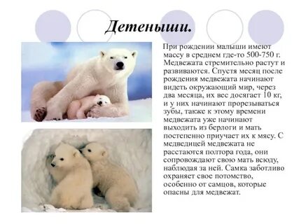 Каким родится медвежонок