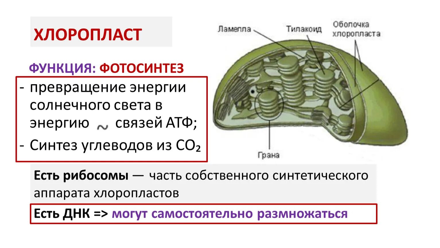 Много хлоропластов. Ламеллы хлоропластов. Функции хлоропластов 10 класс. Хлоропласты функции. Строение хлоропласта.