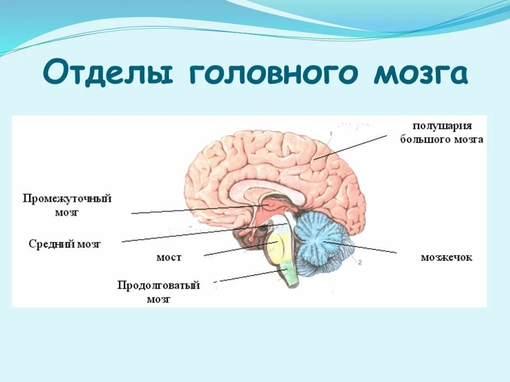 Укажите название отделов мозга. Отделы головного мозга. 8 Кл. Основные пять отделов головного мозга:. Отделы головного мозга 8 класс биология. Структуры головного мозга 5 отделов.