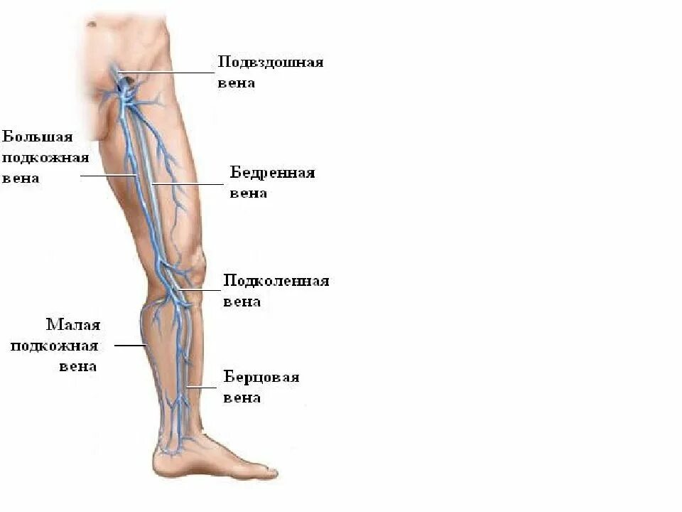 Малые берцовый вены ущдг.