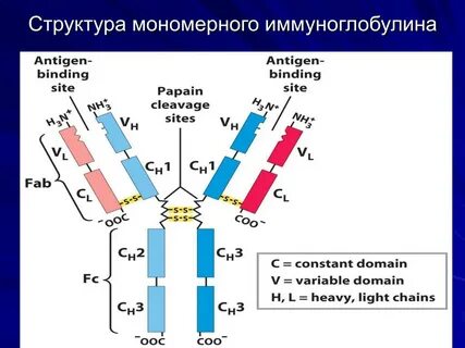 Снижение иммуноглобулина g