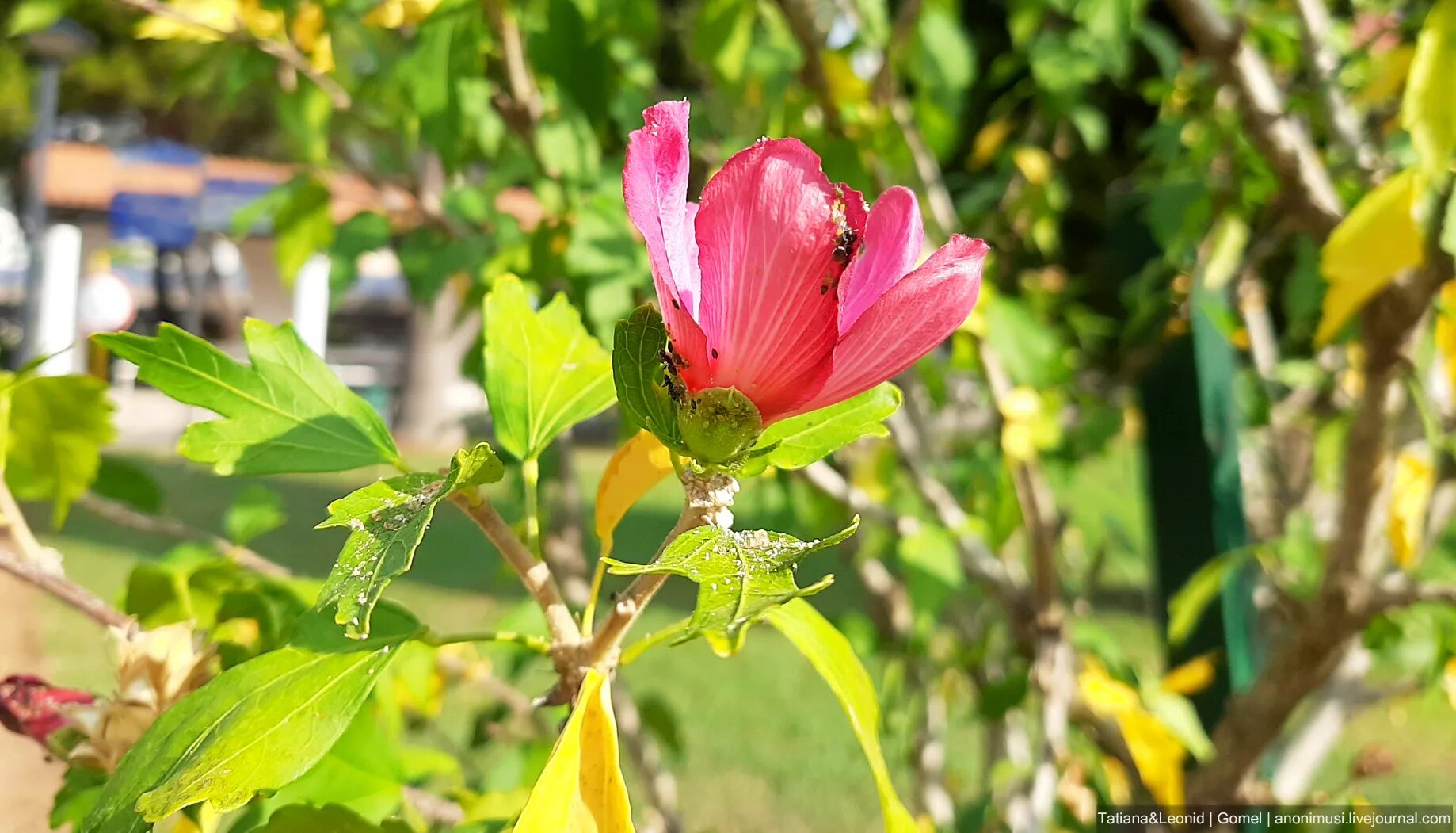 скумпия крымская. пахучий кустарник в крыму. симеизский парк симеиз. маральник рододендрон ледебура алтай. фисташка крымская.