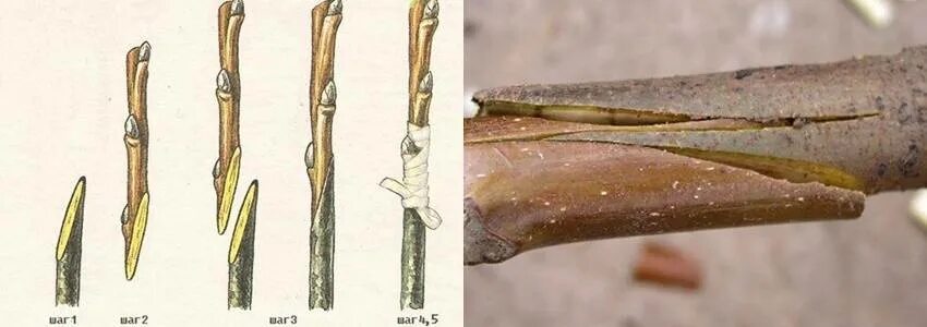 Прививка яблони копулировка. Окулировка яблони осенью. Окулировка яблони весной. Улучшенная окулировка. Когда делать прививку яблони весной