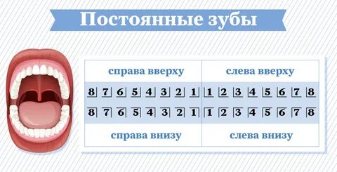 Зуб номер 1