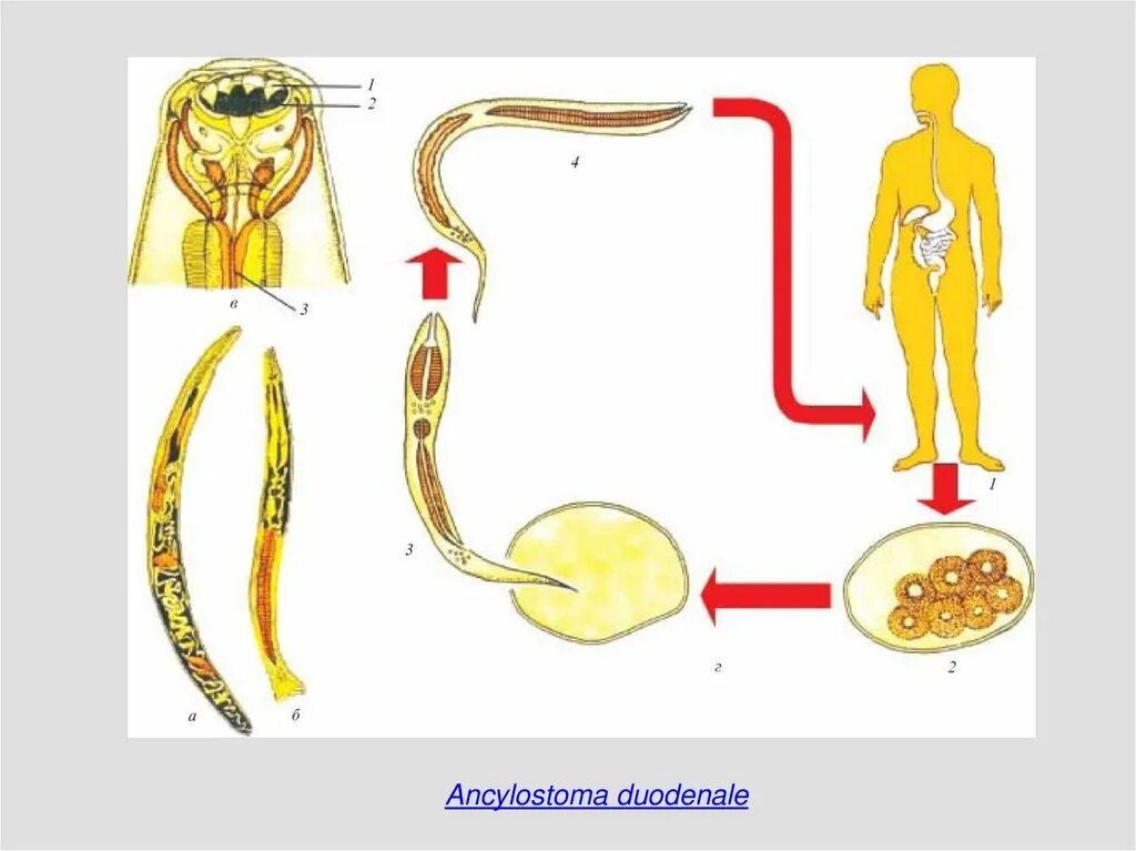 Жизненный цикл угрицы кишечной. Жизненный цикл кривоголовки двенадцатиперстной. Миграция личинок кривоголовки. Цикл развития анкилостомы. Кривоголовка (анкилостома) жизненный цикл.
