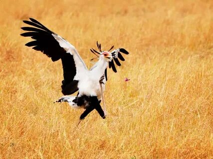 Country birds