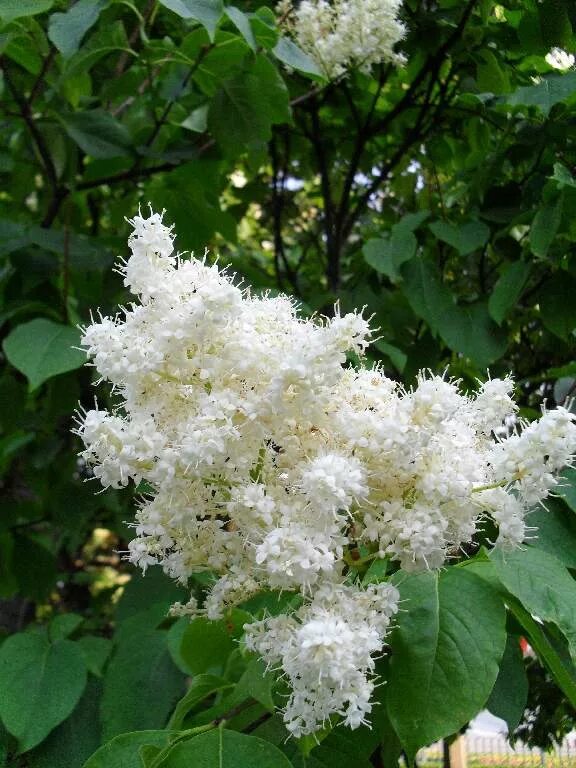 Поздняя сирень венгерская. Белая сирень. Поздние сорта сирени. Сирень запоздалая. Поздняя сирени