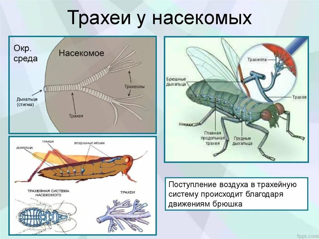 Какие функции выполняет насекомое. Какие функции выполняет насекомое