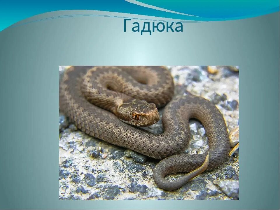 Самый опасный змей в россии. Ядовитые змеи гадюка. Змея гадюка ядовитая. Ядовитые змеи гадюка обыкновенная. Гадюка обыкновенная ядовитая.