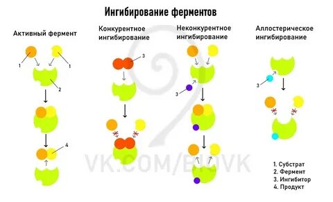 Конкурентные и неконкурентные ингибиторы ферментов