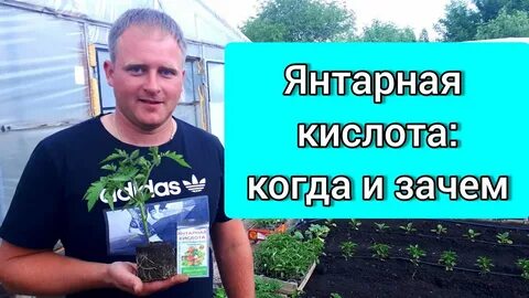 Как правильно подкормить цветы янтарной кислотой
