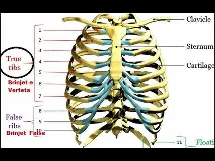 Ribs песня