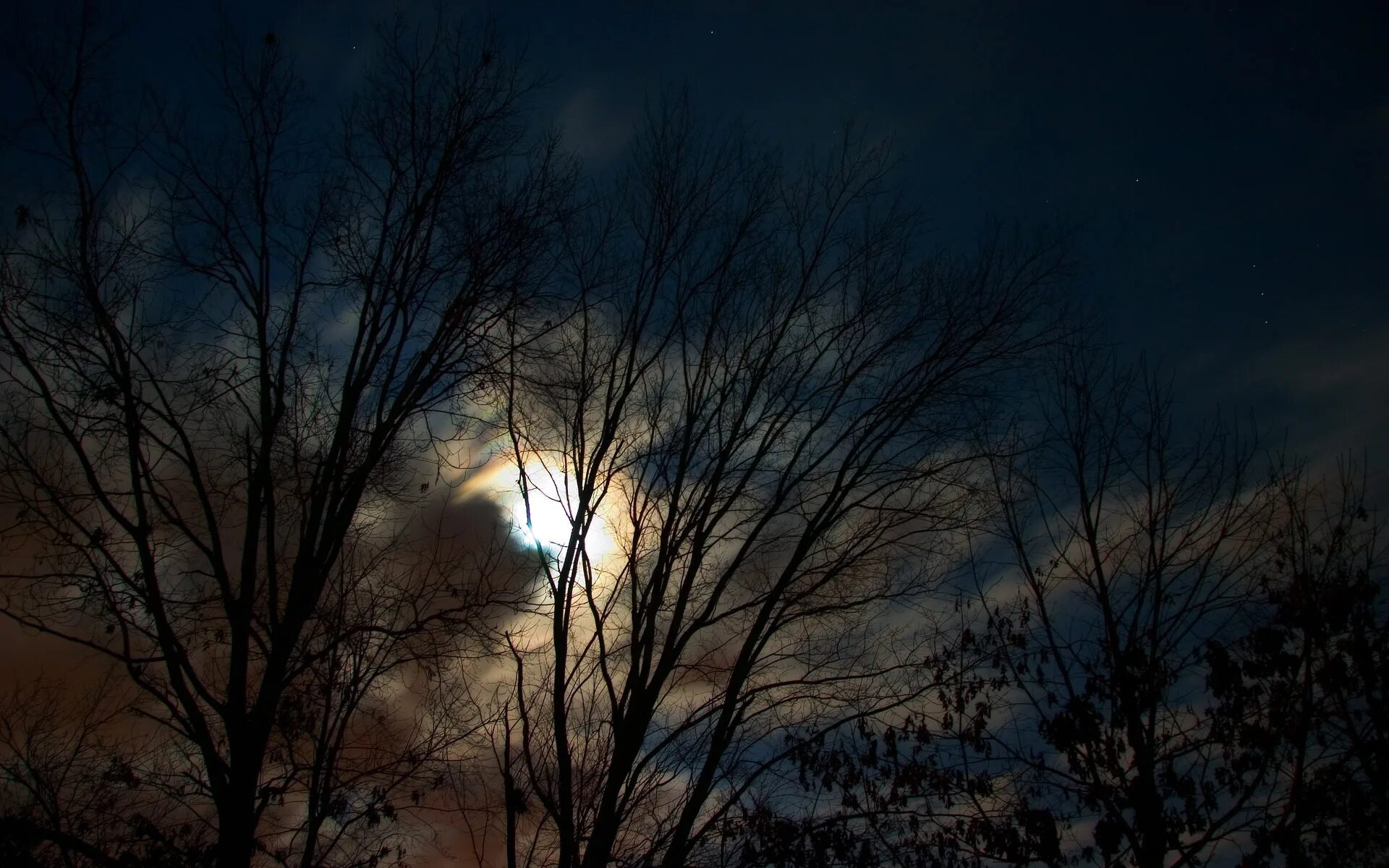 Красивая ноябрьская ночь. Поздняя осень ночь. Луна сквозь деревья. Луна в лесу. Осеннее небо ночью.