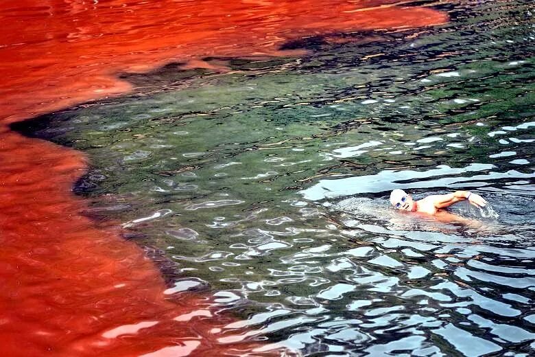 Про красную воду. Красный прилив Флорида. Красное море цветение водорослей. Цветение воды красные водоросли. Водоросли красный прилив.