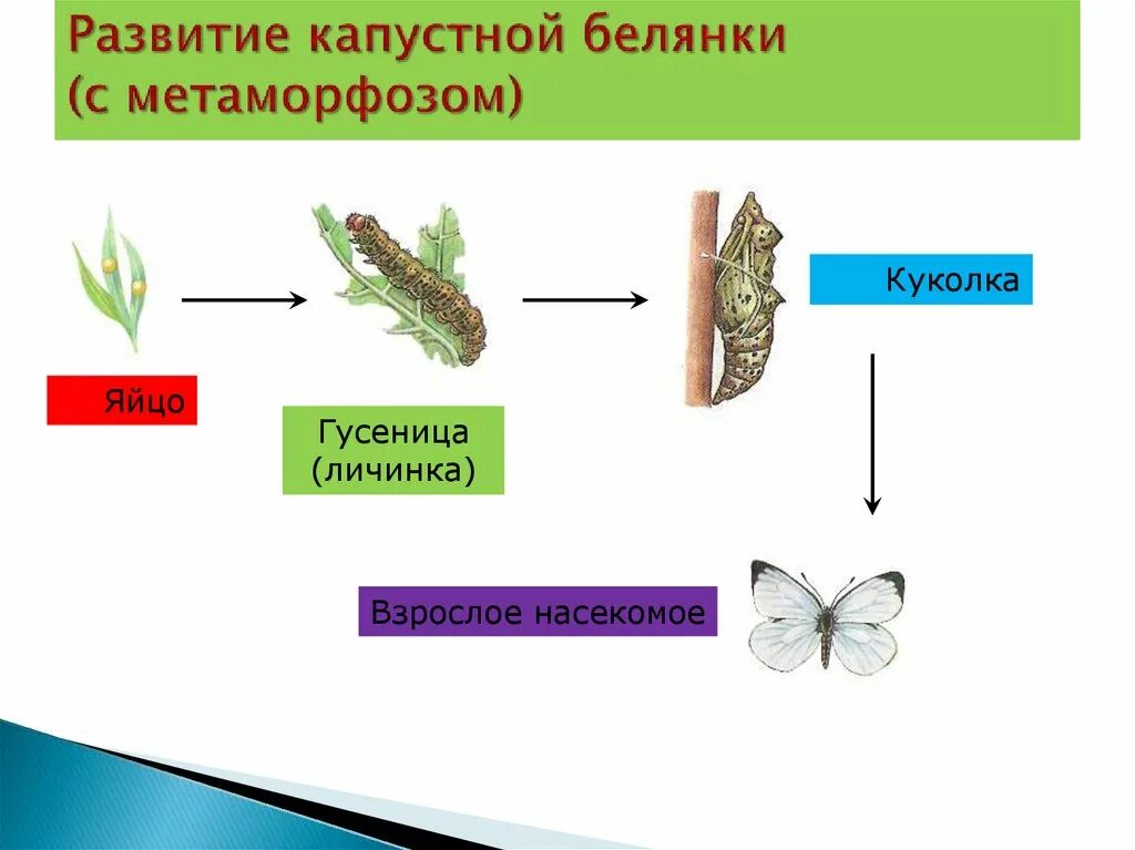Какой тип развития характерен для европейского. Жизненный цикл бабочки капустницы. Этапы развития бабочки капустной белянки. Цикл развития капустной белянки. Цикл развития бабочки капустной белянки.