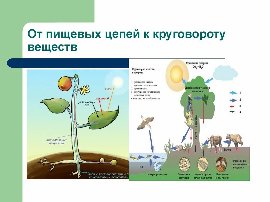 Круговорот веществ в природе география 6 класс. Круговорот веществ в природе. Круговорот питательных веществ в природе. Роль растений в круговороте веществ. Круговорот Минеральных ве.