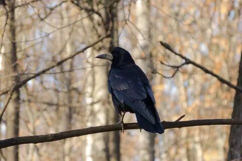 Увидал грача весну