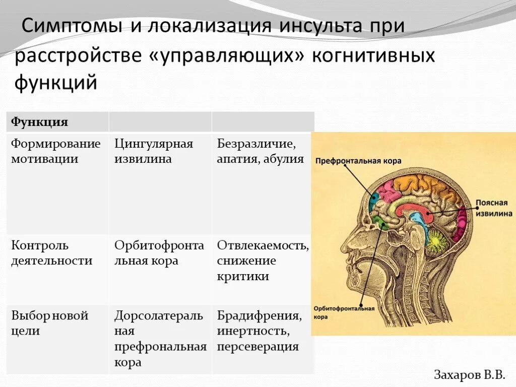 Когнитивные нарушения инсульт. Локализация ишемического инсульта. Симптомы локализации инсульта. Когнитивные функции локализация. Когнитивные нарушения инсульта.