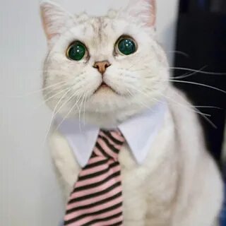 Солидный кот