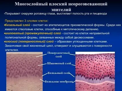 Покровы позвоночных животных представлены одним слоем эпителия