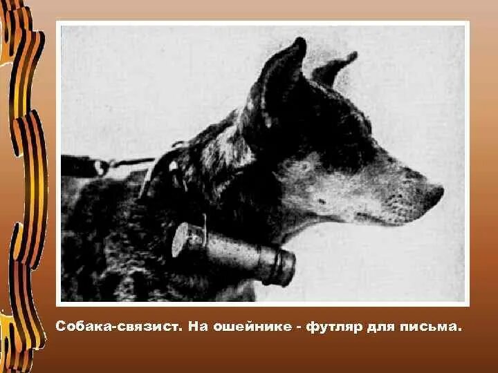 Рассказ связиста. Собаки-Связисты в Великой Отечественной войне. Собаки Связисты. Собаки Связисты на войне.