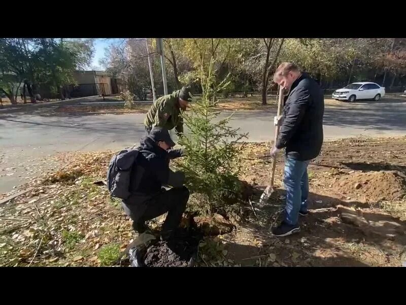 Код на высадку. Посадка деревьев в Чите. Посадка деревьев в городе Чита 13 мая. Место в Чите для высадки деревьев. Эко геноцид скашивают газоны спиливают тополя.