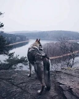 Одинокий волк сша