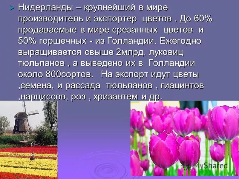 Нидерланды о стране 3 класс. Нидерланды доклад. Нидерланды Голландия окружающий мир 3 класс. Рассказ о Нидерланды 3 класс окружающий мир кратко. Достопримечательности Нидерланды 3 класс окружающий мир кратко.