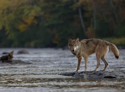 Wolf springs