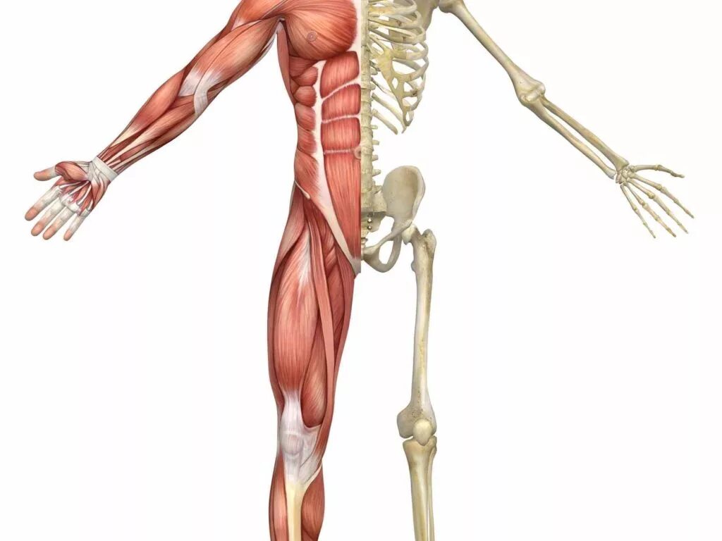 Передняя часть человека. Скелетно-мышечная система человека. Скелет человека с мышцами и сухожилиями. Мышцы и кости. Скелет мускулатура.