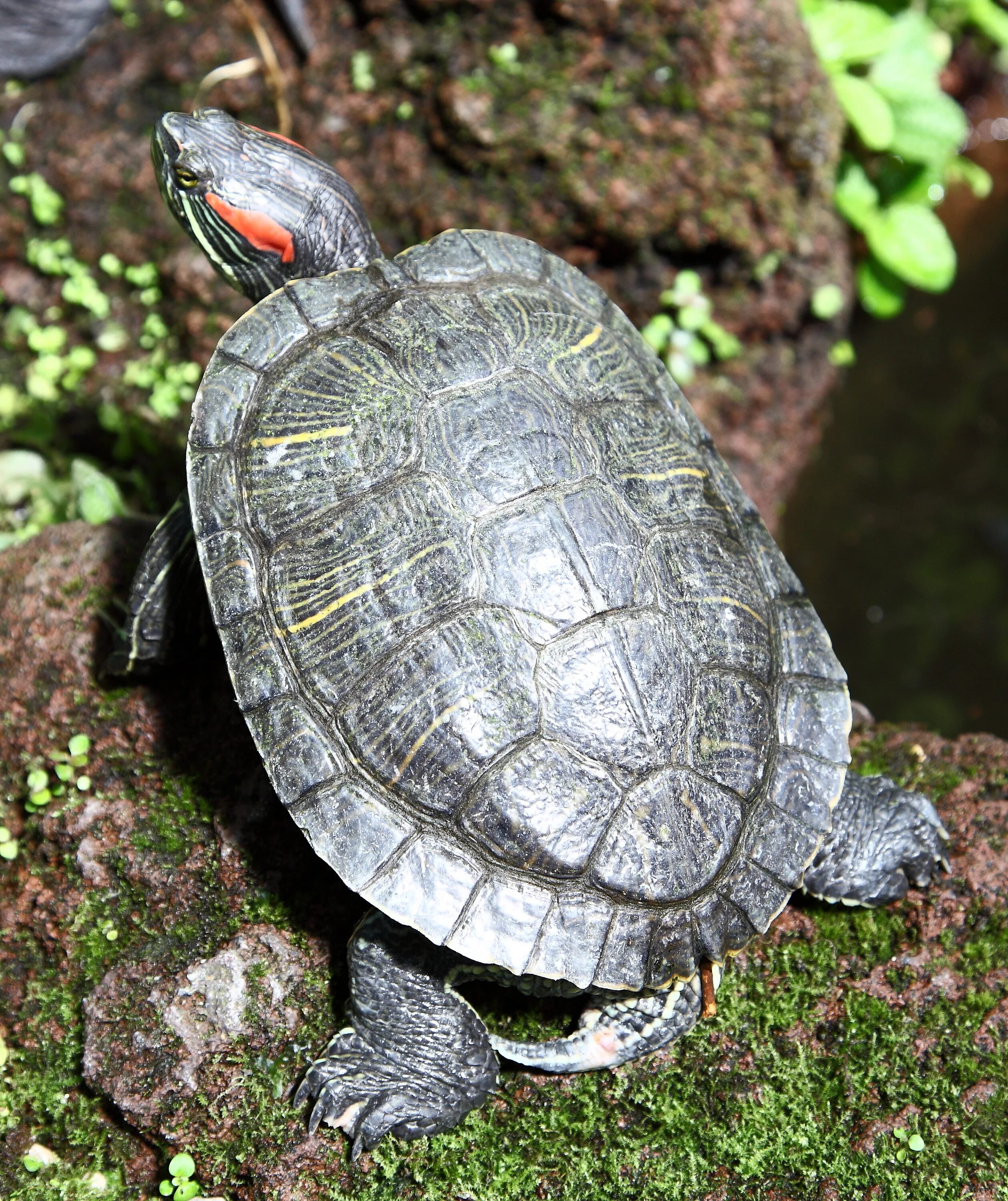 Европейская Болотная черепаха. Черепахи scripta. Trachemys scripta scripta. Ползут 3 черепахи 1-я черепаха. Черепаха за первую минуту проползла 4.7 м