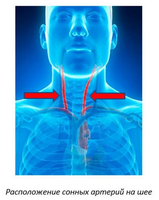 Сонные артерии на шее человека фото. Сонная артерия на шее расположение. Где находится Сонная Артель. Где находится сонар арткрии.