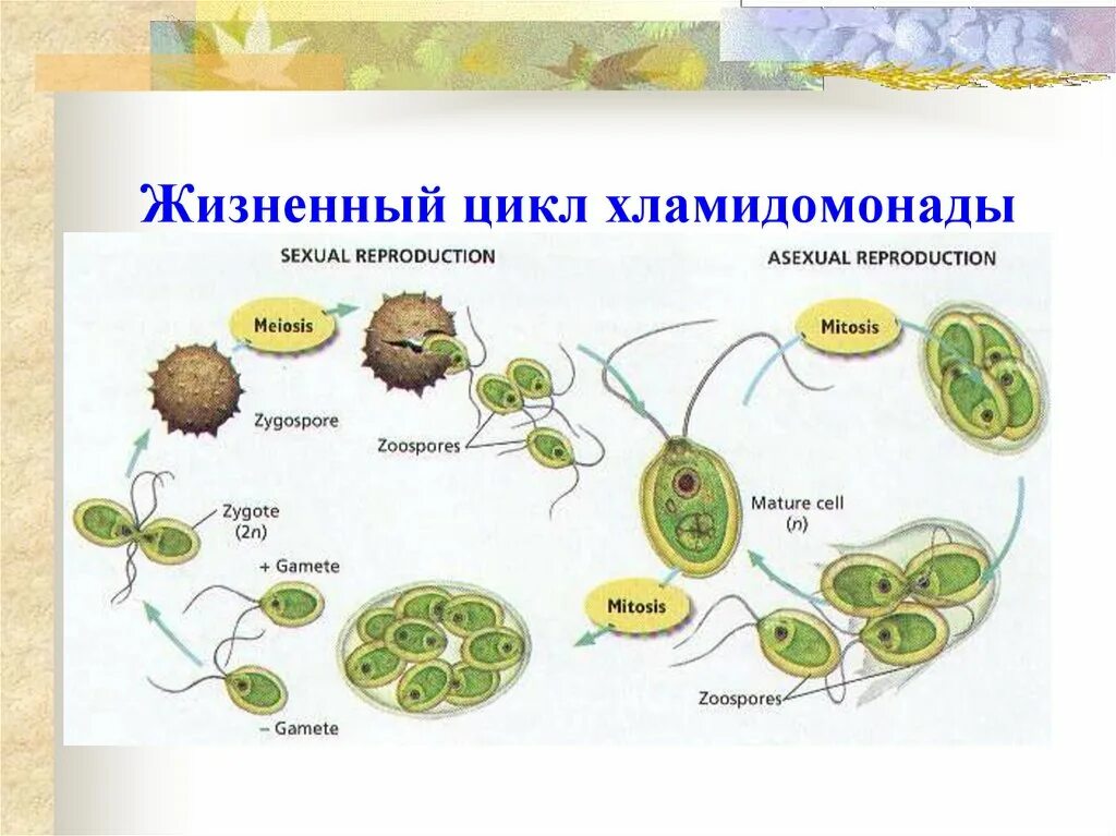 Стадиями жизненного цикла хламидомонады. Стадиями жизненного цикла хламидомонады ЕГЭ. Цикл размножения хламидомонады. Цикл развития водоросли хламидомонады схема. Мейоз хламидомонады