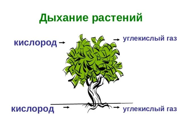 Схема как происходит дыхание растений. Дыхание растений. Процесс дыхания растений. Схема процесса дыхания растения. Дыхание растений растений.