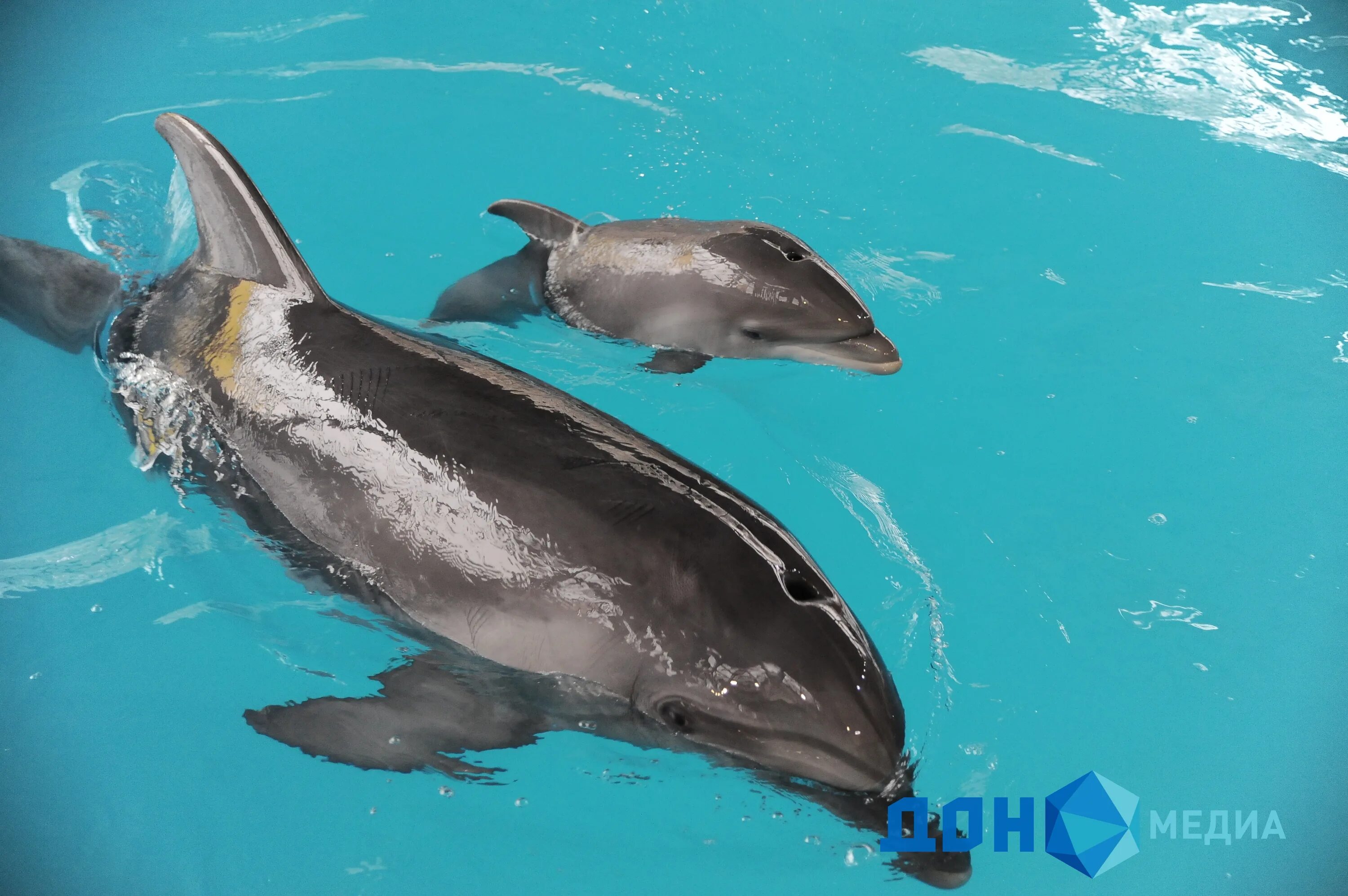Новорожденные дельфины. Дельфины в Ростовской области. Дельфины в Ростове на Дону. Дельфины волосяной Покров.
