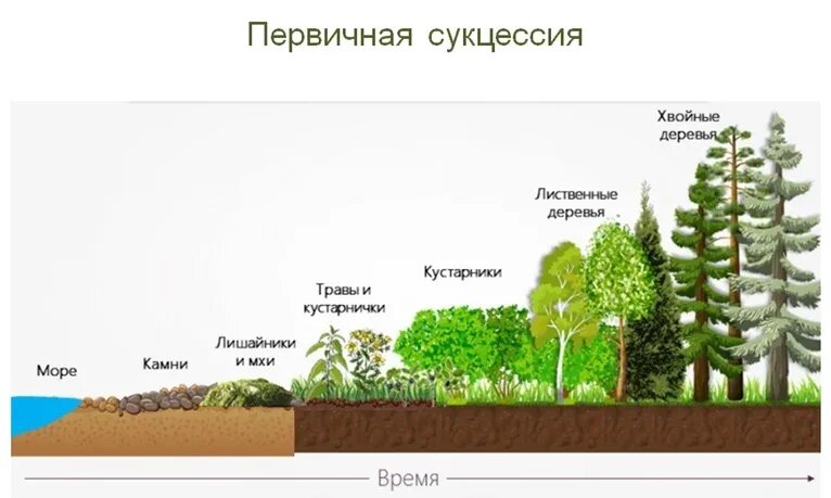 Развитие экосистем: сукцессии, этапы сукцессии.. Пионерная сукцессия. Деградационная сукцессия. Сукцессия экосистемы этапы.