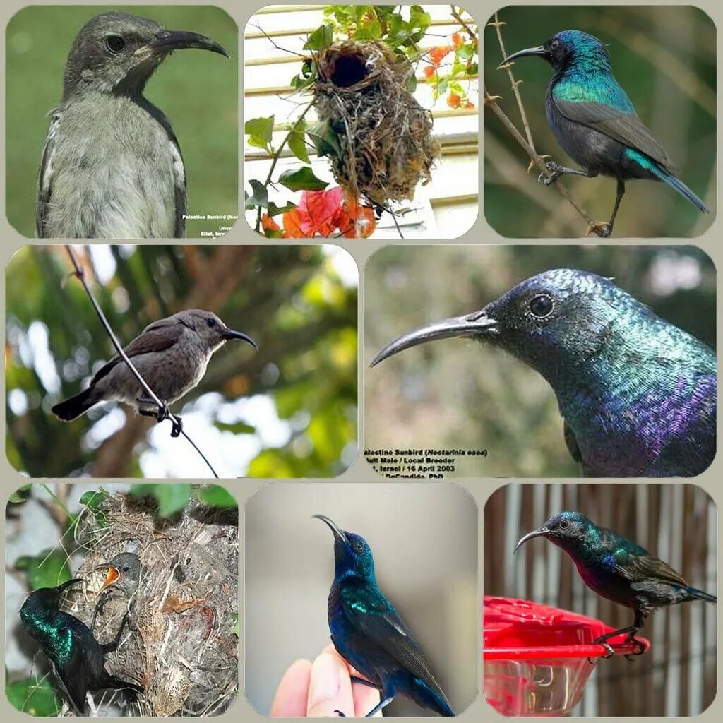 Звуки птиц с названиями