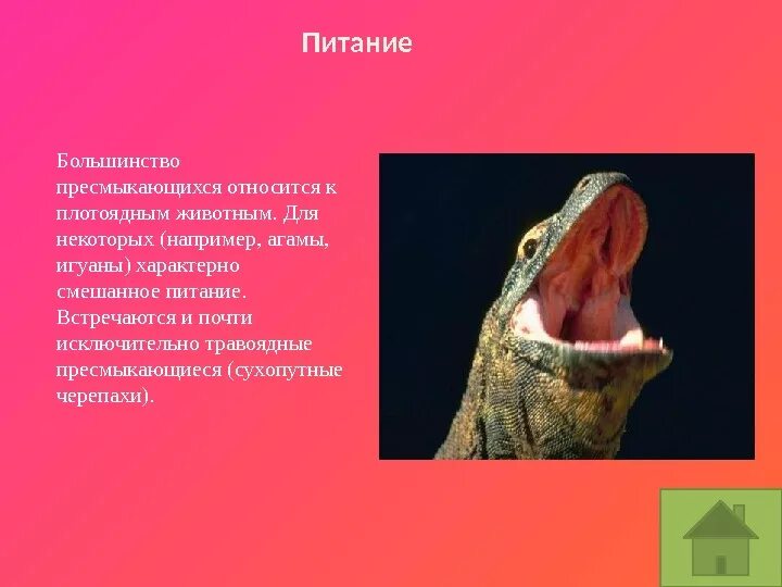 Доклад на тему пресмыкающие. Питание пресмыкающихся. Питание пресмыкающихся животных. Питание пресмыкающихся. Пресмыкающиеся питаются.