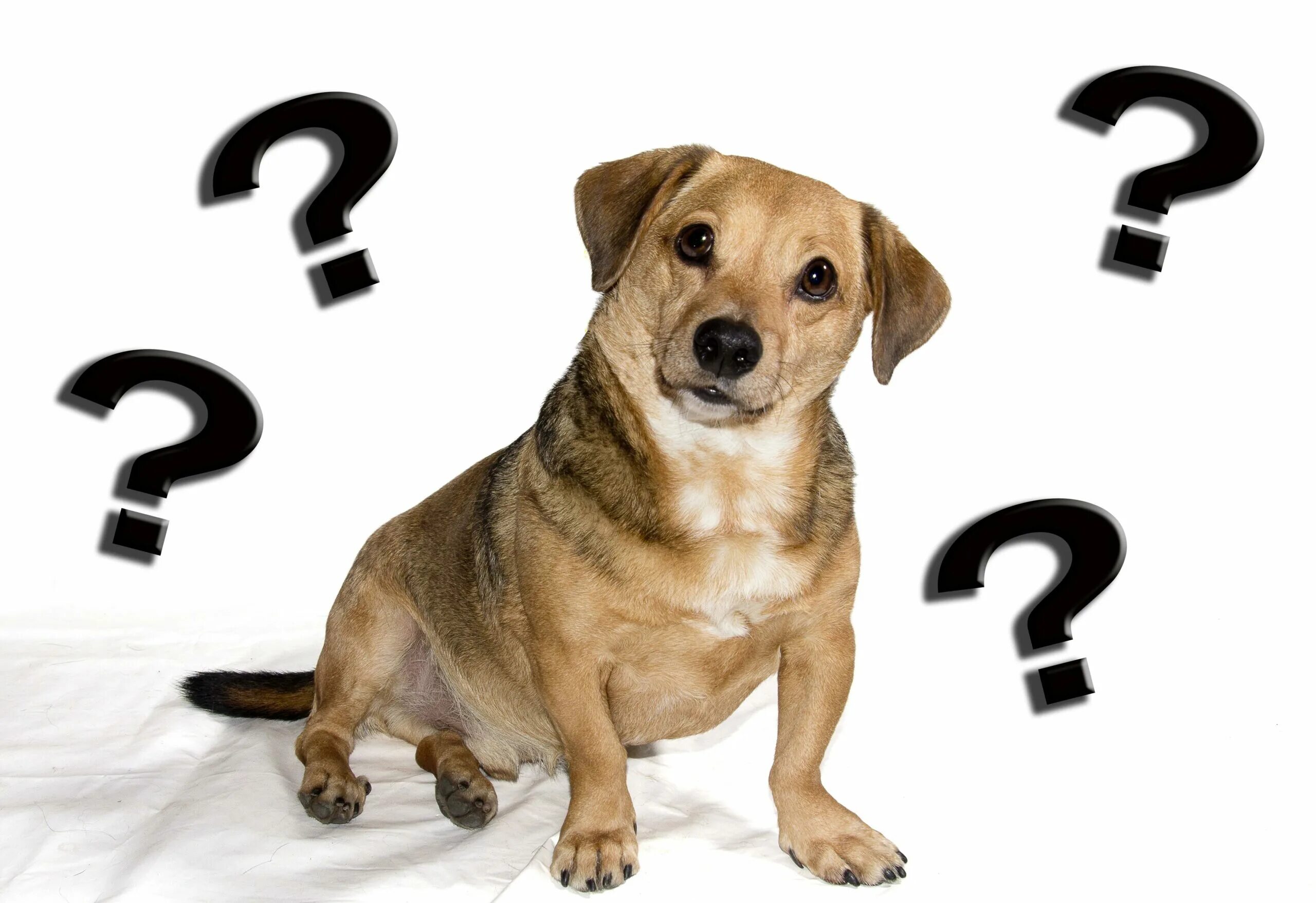 Dog script